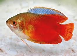 Gourami-Dwarf asstd