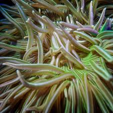 Peppermint Ritteri Anemone