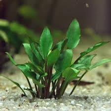 Dennerle Plants Cryptocoryne lutea Hobbit