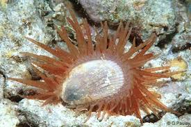 Brown Flame Scallop