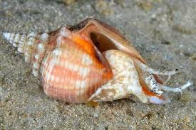 Samar Conch