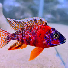 Peacock Cichlid(40-50mm)