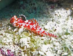 Red Scooter Blenny