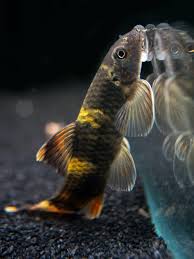 Panda Garra