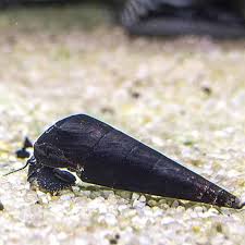 Snail-Black Devil Faunus