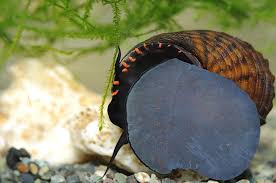 Armored Snail