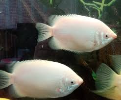 Kissing Gourami (18-22cm)