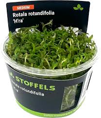 Stoffels Rotala Rotundafolia H'Ra in vitro