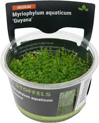 Stoffels Myriophylum aquaticum ‘Guyana’ in-vitro