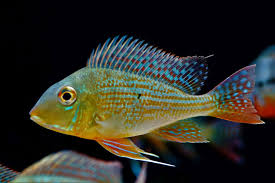 Geophagus Altifrons (120-150mm)