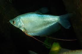 Gourami-Moonlight