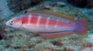 Spot tail Coris Wrasse