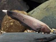 Knifefish-Golden Ghost