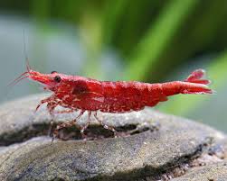 Shrimp-Cherry
