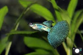 Guppy-Grass Tail Assorted