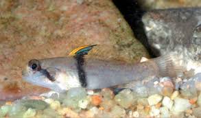 Goby-Dwarf Rhinohorn