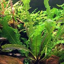 Dennerle Aponogeton boivinianus