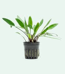 Cryptocoryne-Local