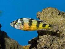 Zebra Obliquidens (haplochromis obliquidens)