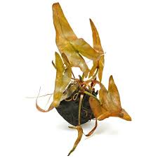 Stoffel Nymphae Rubra (Bulb)