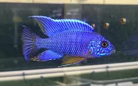 Cichlid-Blue Peacock (4-6cm)