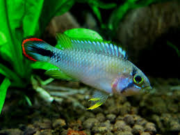 Apistogramma-Pandurini(30mm)