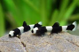 Loach-Panda