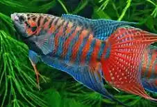 Paradise fish(Juvenile)