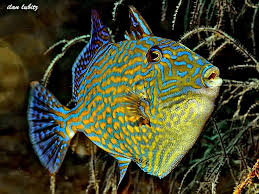 Fuscus Triger ( Blue and Gold ) 15cm-18cm