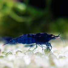 Shrimp-Blue Dream