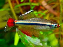 Vietnamese Cardinal Minnow 2cm