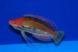 Temmrick Fairy Wrasse