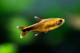 Tetra-Silvertip
