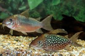 Corydoras-Pantanalensis(40mm)