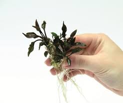 Dennerle Cryptocoryne lutea 'Hobbit'