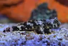 Scooter Blenny