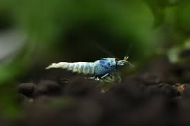 Shrimp-Blue Steel
