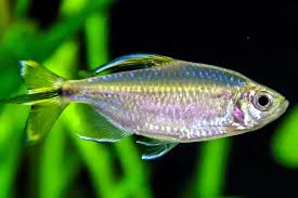 Tetra- Yellow Tail Congo