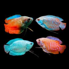 Assorted Gourami Dwarf Males