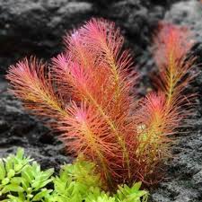 Rotala Wallichii (Grown Submersed)
