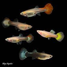 Guppy-Female