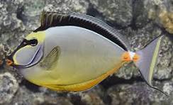 Black Naso Tang(M)