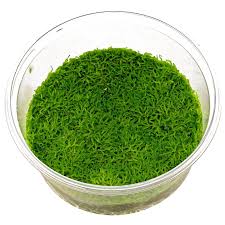 Dennerle Plants Riccia fluitans, In-Vitro