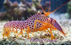 Debelius Reef Lobster
