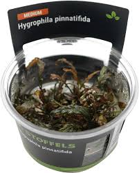 Stoffels Hygrophila Pinnatifida   in-vitro