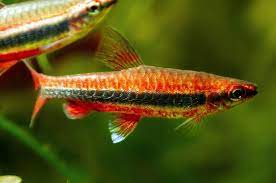 Red Nannostomus Pencil Fish