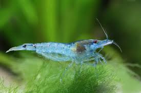 Shrimp-Blue Pearl