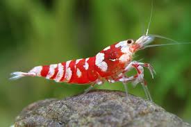 Shrimp-Red Fancy Tiger