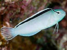 Disco Blenny