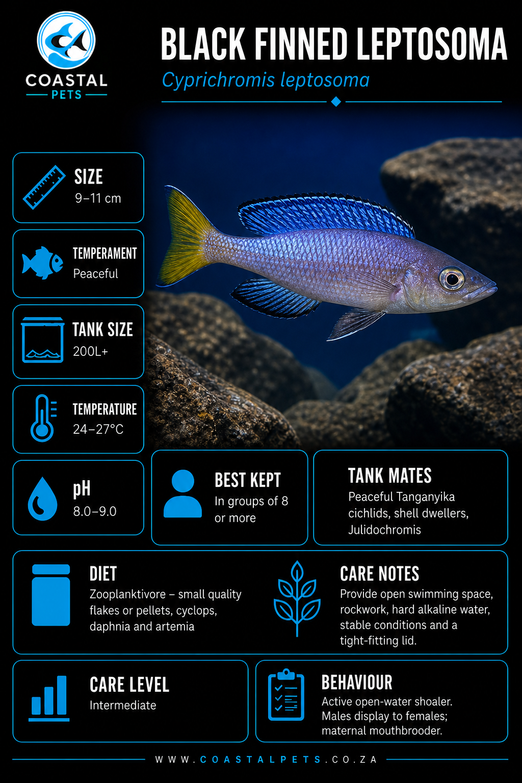Black Finned Slender Cichlid (50-60mm)